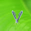 Derbid Planthopper
