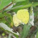 Three-Spot Grass Yellow (Mating)