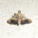 Pyralid Moth