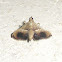 Pyralid Moth