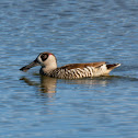Pink-eared Duck