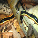 Land Planarian
