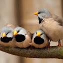 Long-tailed Finch