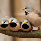 Long-tailed Finch
