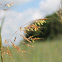 indian grass