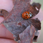 Ladybug