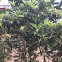 Árbol de níspero