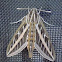 White-Lined Sphinx Moth