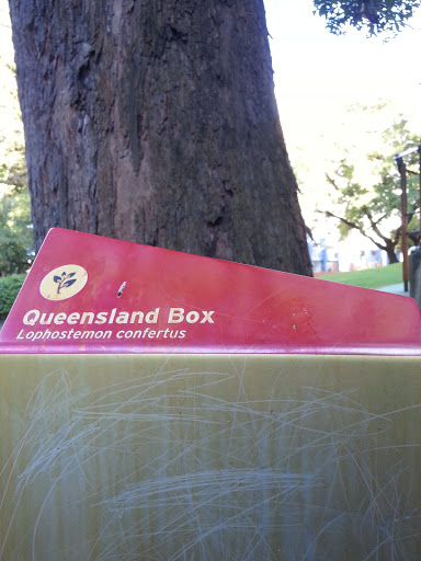 Queensland Box