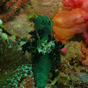 Nembrotha milleri