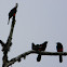 cacique candela - turpial de vientre rojo - red bellied grackle
