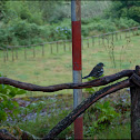 Chaffinch madeirense