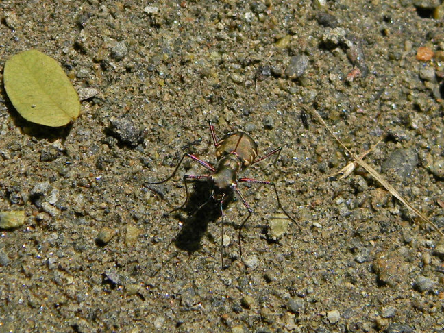 tiger beetle