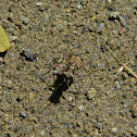 tiger beetle
