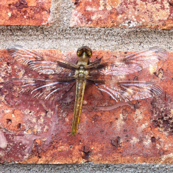 Spotting Image 1