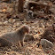 Indian gray mongoose
