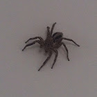 House Spider