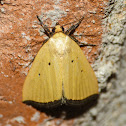 Black-bordered lemon moth
