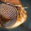 House fly