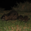 Nutria