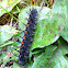 Mourning cloak