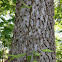 Hackberry