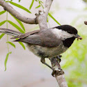 Carolina Chickadee