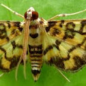 Moth~