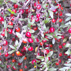 Prickly Currant-bush