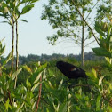 Red-winged Blackbird