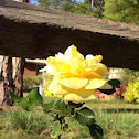 Roses.