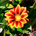 Gazania