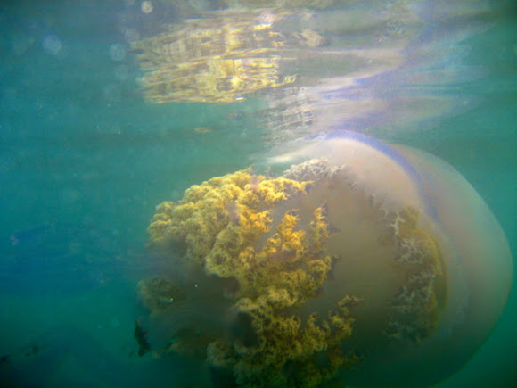 Spotting Image 1