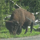 Bison
