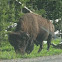 Bison