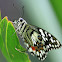 lime butterfly -  Papilio demoleus