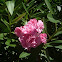 Adelfa, Baladre, Laurel rosa, Laurel de Flor, Falsa rosa, Trinitaria. (Nerium oleander)