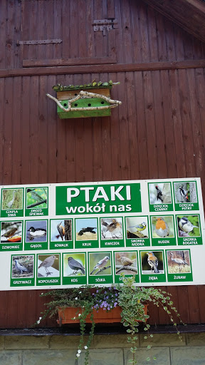 Ptaki Wokół Nas