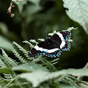 White Admiral