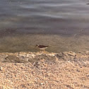 Spotted Sandpiper (nonbreeding)