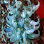 Jade Vine