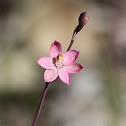 Salmon sun orchid