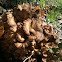 Eikhaas / Hen-of-the-Woods /Maitake