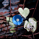 Entireleaf Morning Glory & Littlebell morning glory