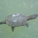 Common Snapping Turtle