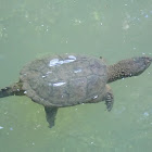 Common Snapping Turtle