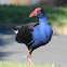 Australian Purple Swamphen