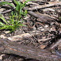 Brown Snake