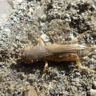 Mole cricket