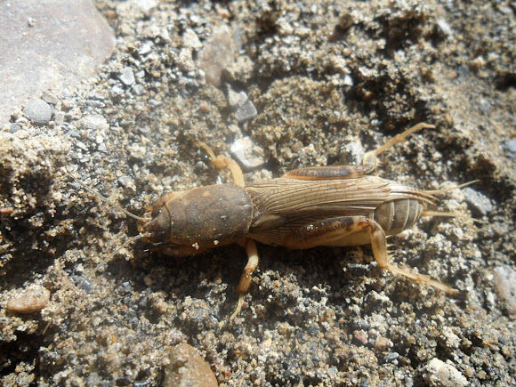 Spotting Image 1
